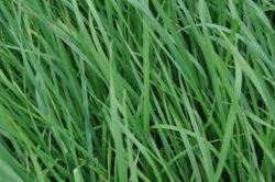 Swante Orchardgrass