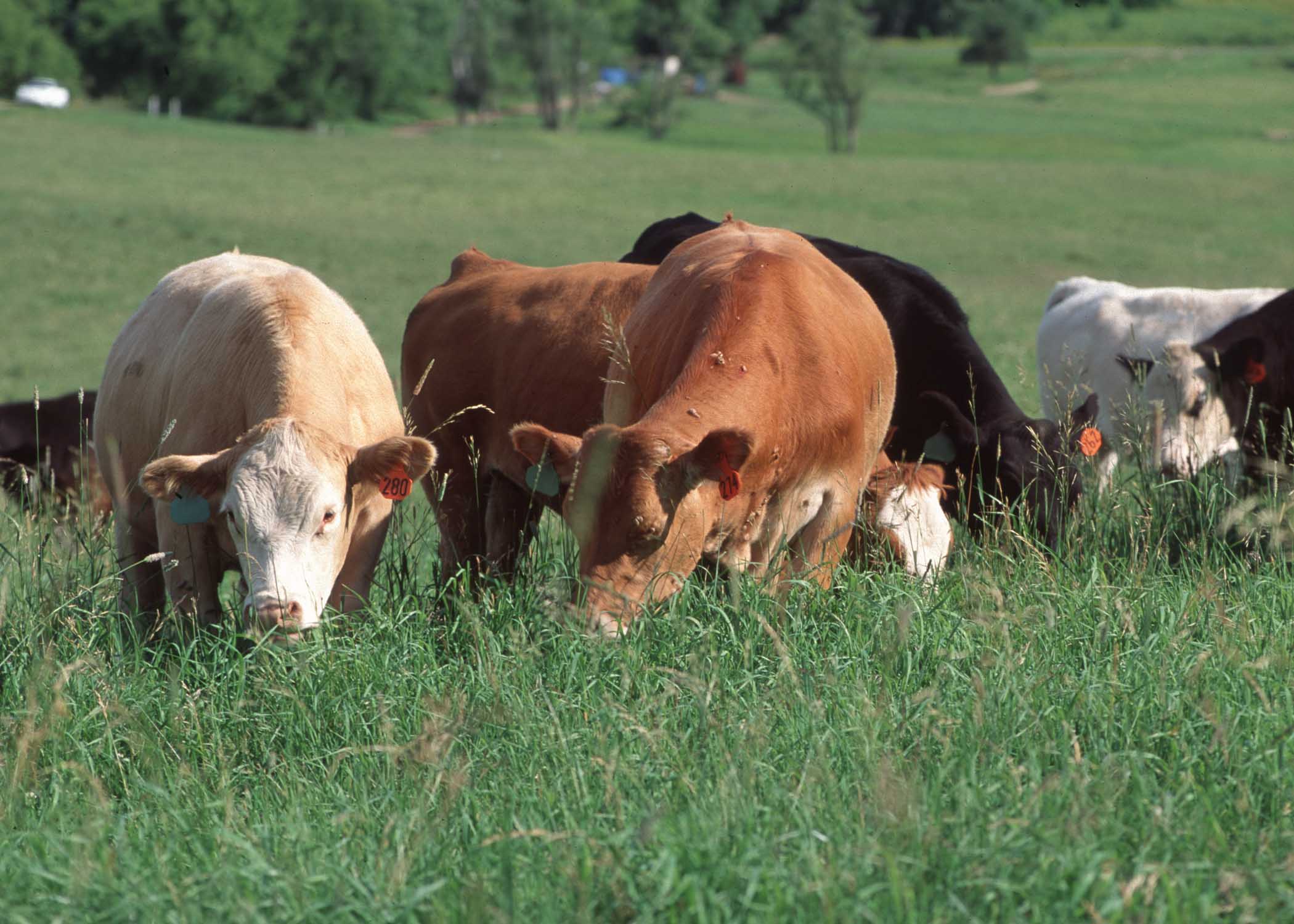 Intensive Grazer Mix - The Seed Center 