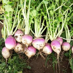 Purple Top Turnip